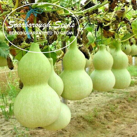 Scarborough Seeds Birdhouse Gourd 25 Seeds