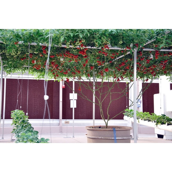 40 Seeds ITALIAN TREE TOMATO 'Trip L Crop' Lycopersicon Red Fruit Vegetable Seeds