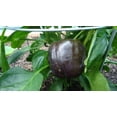 thumbnail image 5 of 30 CHOCOLATE BEAUTY Bell PEPPER Sweet Brown Capsicum Annuum Vegetable Seeds, 5 of 5