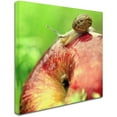thumbnail image 2 of Trademark Fine Art "The Very Hungry Snail" Canvas Art by Beata Czyzowska Young, 2 of 3