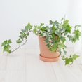 thumbnail image 2 of Variegated Ivy Live Plant in 6 Inch Pot, English Ivy Live Outdoor Indoor, Hardy Vine Plant Groundcover Houseplant, 2 of 6