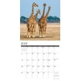 thumbnail image 3 of Giraffes 2026 12 X 12 Wall Calendar, (Hardcover), 3 of 5