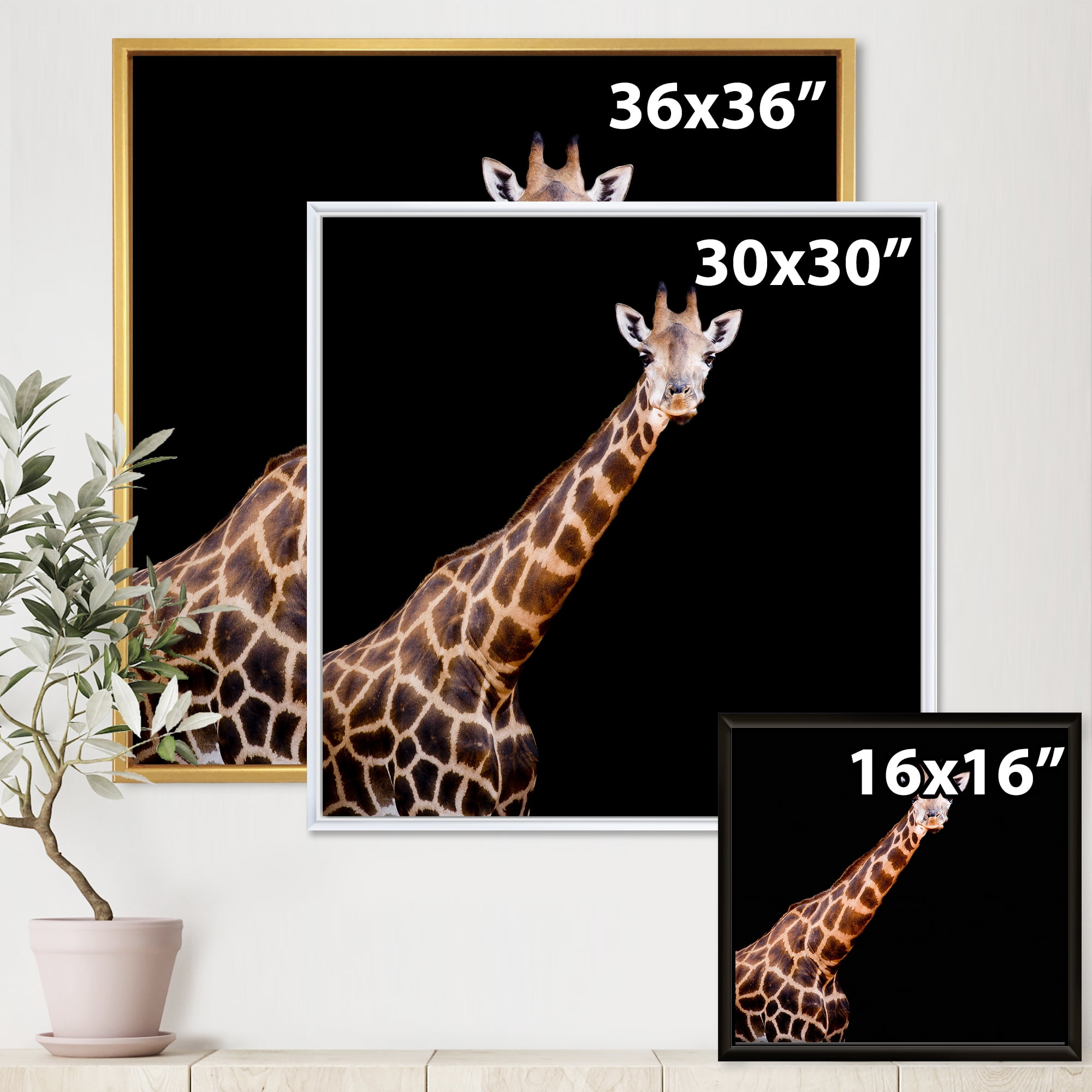 Portrait of A Giraffe On Black Background III 30 in x 30 in Framed Photography Canvas Art Print, by Designart