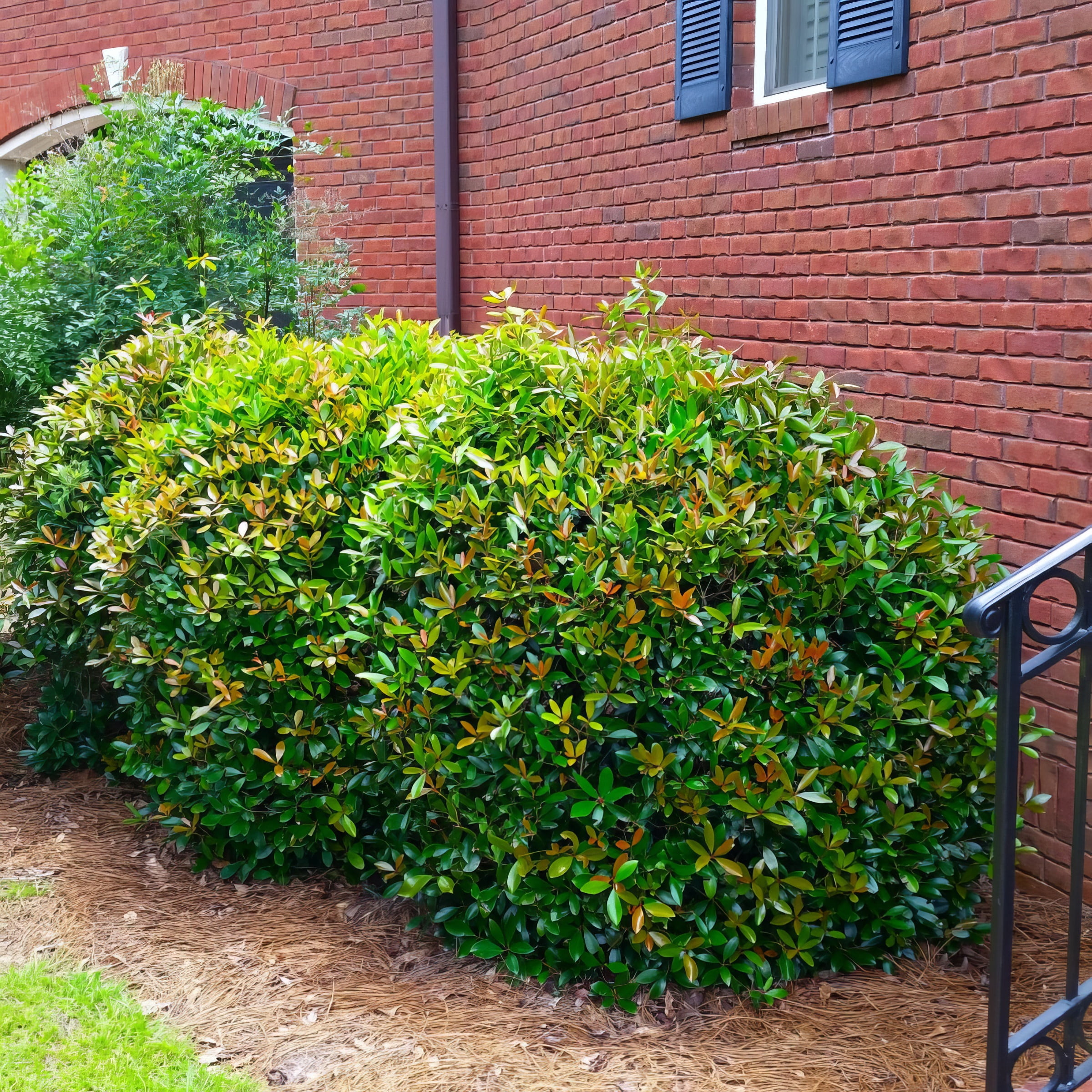 Live Shrub 1 gal Cleyera Japonica with Partial Sunlight