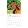 thumbnail image 3 of Cows | 2026 12x24" (Hanging) Square Wall Calendar | Plastic-Free, 3 of 9