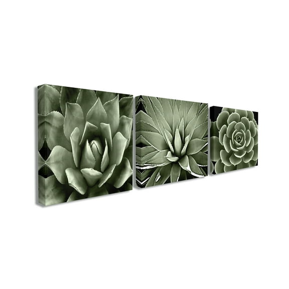 The Stupell Home Decor Collection Black and White Contrast Succulent Bloom Trio 3pc Stretched Canvas Art Set, 17 x 1.5 x 17