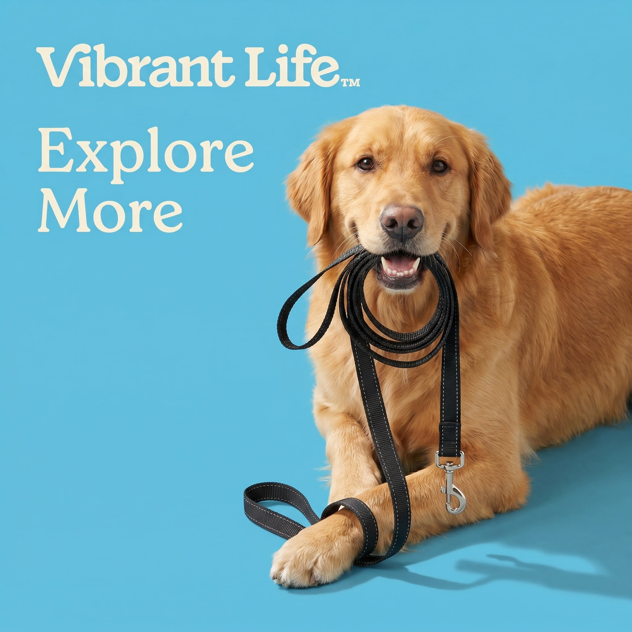 Vibrant Life Training Leash and Tie-Out for Dogs, 20 ft, Black