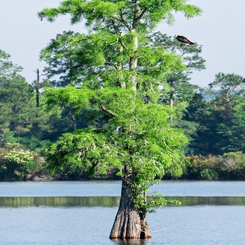 Expert Gardener 2-3 ft tall Bald Cypress Live Tree in 5-Gallon Grower Pot