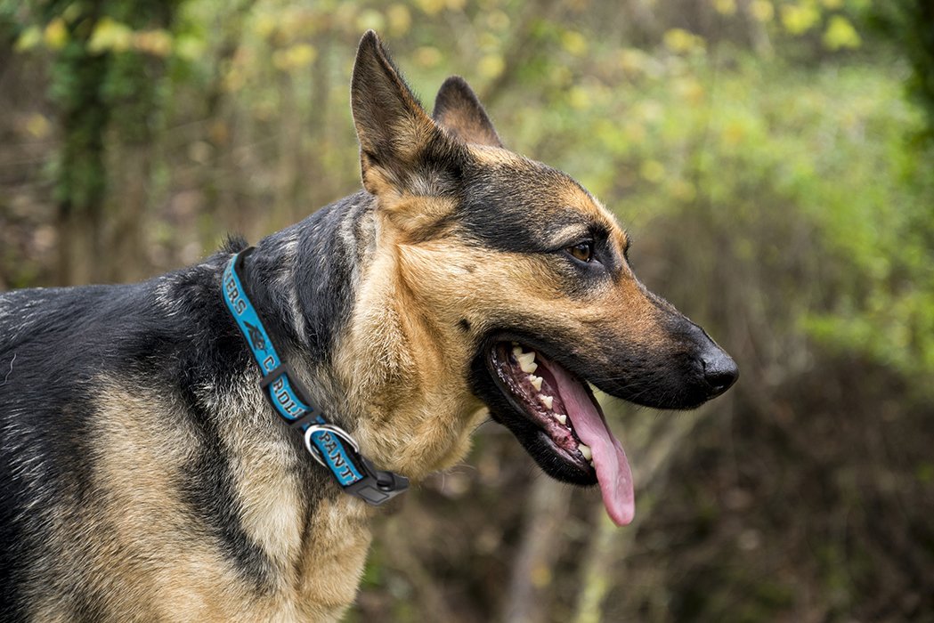 Pets First NFL Carolina Panthers Dog Collar - Heavy-Duty, Durable & Adjustable Football Collar for Dogs/ CATS - Large