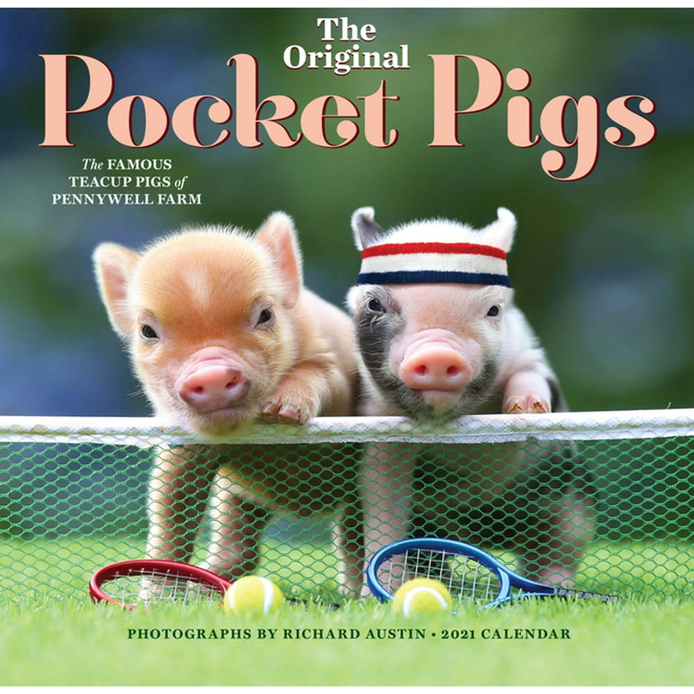 Pocket Pigs Wall Calendar 2025