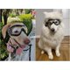 thumbnail image 5 of Dog Goggles For Medium Large Breed Dog Eye Protection Sunglasses Windproof Uv-proof Goggles For Outdoor, Clear Lens & Adjustable Head Straps, 5 of 5