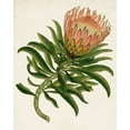 thumbnail image 2 of Unknown 12x14 Black Ornate Wood Framed with Double Matting Museum Art Print Titled - Antique Protea IV, 2 of 4