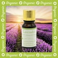thumbnail image 2 of Belle Aroma® Lavender Organic Essential Oil, 2 of 4
