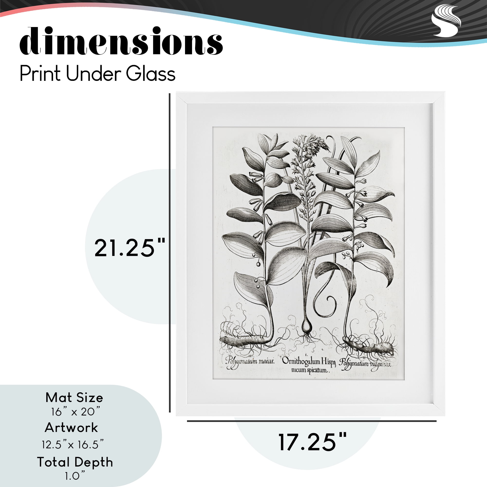 Vintage Botanical Root Study White Framed Print Under Glass, design by Lettered and Lined
