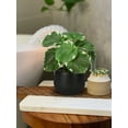 thumbnail image 6 of 3PCS Artificial Plants Potted Mini Fake Plants in Black Ceramic Pots Faux Greenery Plants Home Décor, 6 of 6
