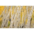 thumbnail image 2 of Jaynes Gallery 24x17 Gold Ornate Wood Framed with Double Matting Museum Art Print Titled - USA-Colorado-Uncompahgre National Forest Forest of aspen trees, 2 of 4