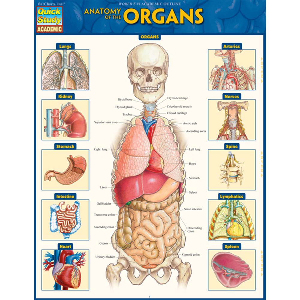Anatomy of the Organs QuickStudy Laminated Reference Guide Walmart