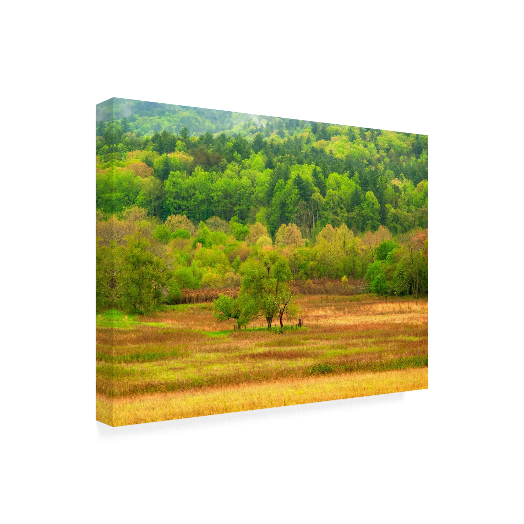 Trademark Fine Art 'Spring Trees' Canvas Art by David Hammond