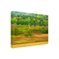 thumbnail image 2 of Trademark Fine Art 'Spring Trees' Canvas Art by David Hammond, 2 of 3