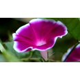 thumbnail image 3 of GSDWIUEW 75 Mixed Morning Glory Seeds-Annual Flower for Planting, Vibrant Blooms, 3 of 5