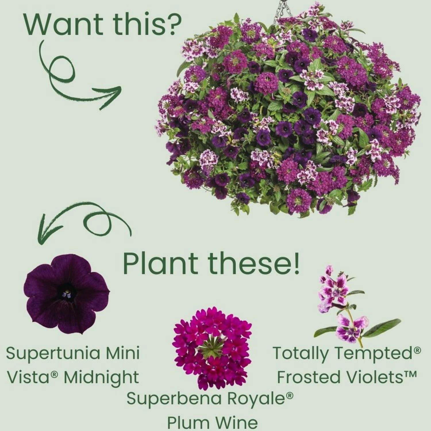 Proven Winners 4" Purple Supertunia Mini Vista Midnight Petunia Live Plant in 4.25" Pot (4 Count)