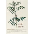 thumbnail image 3 of Georg Dionysius Ehret 13x18 Black Modern Framed Museum Art Print Titled - Indigofera (1750-1773), 3 of 5