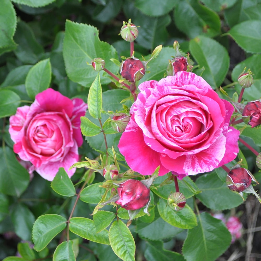 Heirloom Roses Rose Bush - Raspberry Cream Twirl™ Climbing Roses , Live Rose Plant