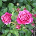 thumbnail image 3 of Heirloom Roses Rose Bush - Raspberry Cream Twirl™ Climbing Roses , Live Rose Plant, 3 of 3