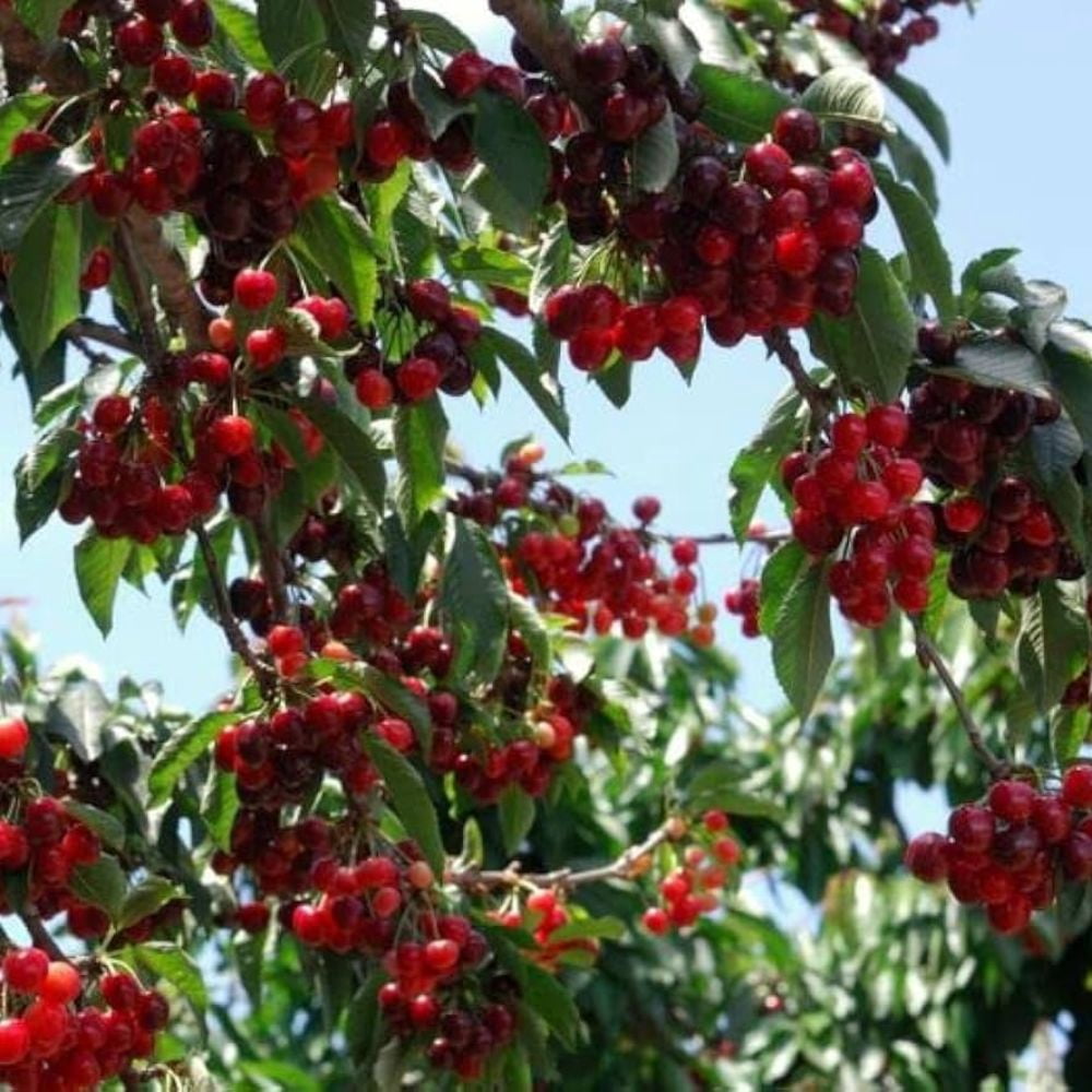 Expert Gardener 3-4 ft tall Stella Fruiting Cherry Live Tree in 7-Gallon Grower Pot
