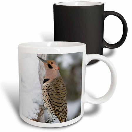 

3dRose Northern Flicker male in winter Marion Illinois USA. Magic Transforming Mug 11oz