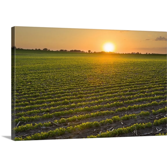 Great BIG Canvas | Scott Sinklier Premium Thick-Wrap Canvas entitled A field of young soybean plants at sunset in central Iowa