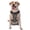 With Accessories, variant on Vsdgher Spider Cobweb Pattern Dog Harness,No Pull Pet Harness with Soft Padded Handle,Adjustable Reflective Vest with 2 Buckles,4 Slide Buckles,S-XL X-Large