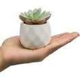 thumbnail image 4 of MyGift Modern Mini White Geometric Ceramic Pots with Artificial Succulents, 6 Piece, 4 of 6