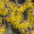 thumbnail image 4 of American Witch Hazel Hamamelis Virginiana Tree, Live American Witch Hazel Plant, Outdoor Landscape, 6 Inches Tall, 4 of 5
