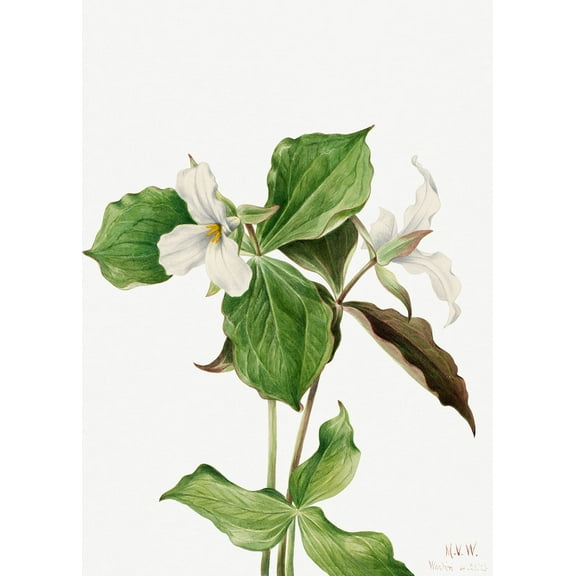 Botanical Plant Illustration - Large White Trillium (Trillium grandiflorum) by Mary Vaux Walcott - 12" x 18" Art Print Wall Decor