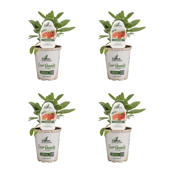 Proven Winners 4" Proven Selections Garden Sage Sage Live Herb Plant in 4.25" Pot (4 Count)
