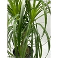 thumbnail image 6 of Indoor Stumpy Palm, Very Large Stump in 6 inch Pot, 6 of 7