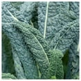 thumbnail image 4 of Everwilde Farms - 250 Organic Lacinato Kale Seeds - Gold Vault Jumbo Bulk Seed Packet, 4 of 5
