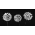 thumbnail image 2 of Frank, Assaf 32x18 White Modern Wood Framed Museum Art Print Titled - Dandelion Clock on black background, 2 of 4