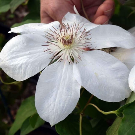 Clematis x 'Henryi'–Deciduous Climbing Vine–Attracts Pollinators 2 Gallon