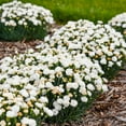 thumbnail image 3 of Proven Winners 10" White Fruit Punch 'Whipped Cream' Pinks (Dianthus hybrid) Perennial Live Plant in 6.5" Pot, 3 of 4