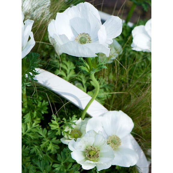 The Bride Anemone Coronaria - 25 bulbs