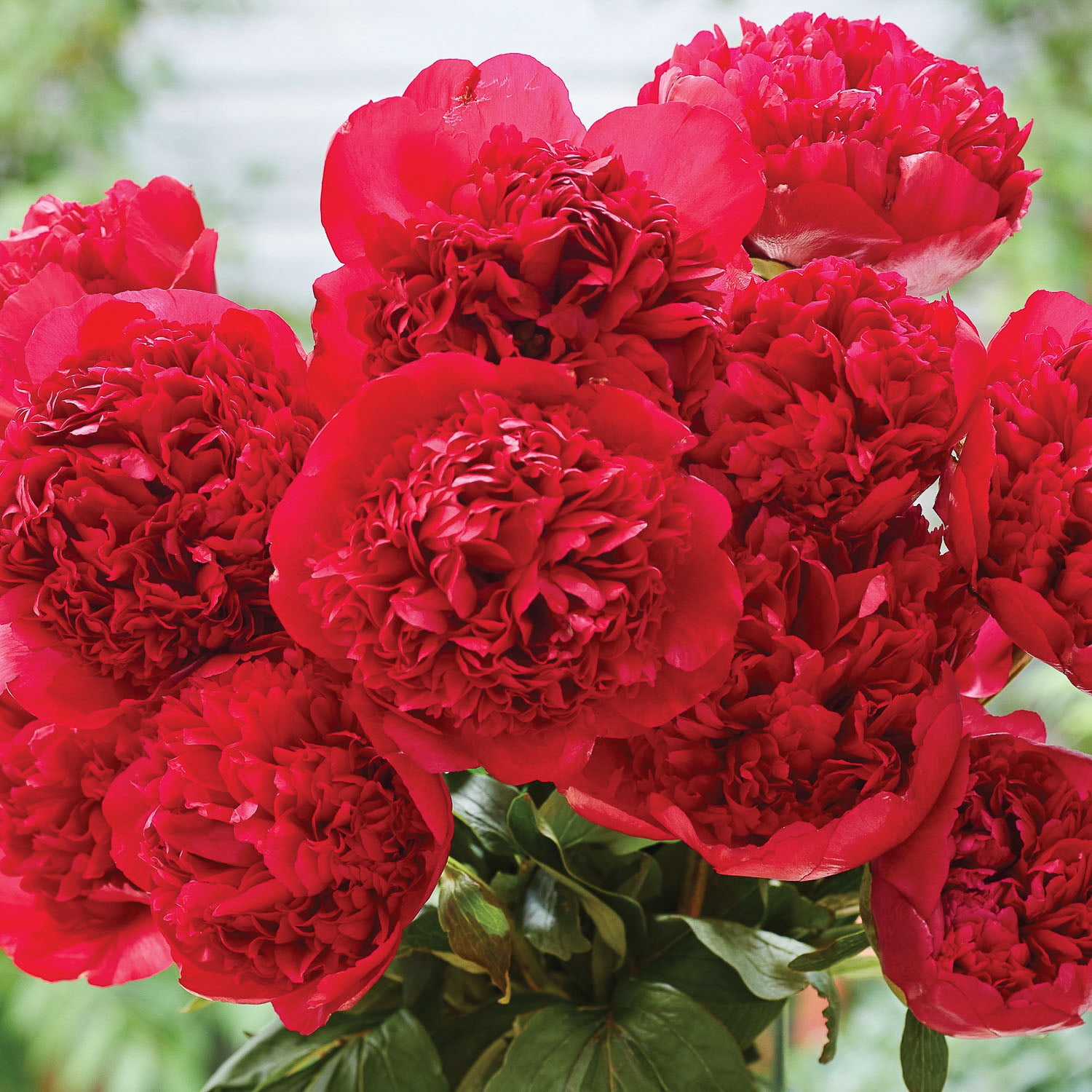 Van Zyverden Peony Felix Crousse, Red Blooms, Perennial Plant