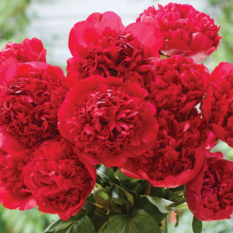 Van Zyverden Peony Felix Crousse, Red Blooms, Perennial Plant