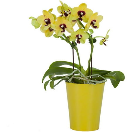 Exotic Angel Plants 3" Mini Yellow Phal