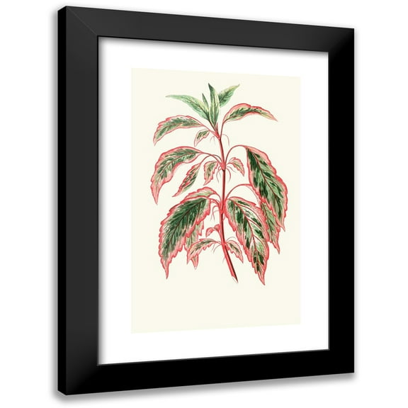 Edward Joseph Lowe 11x14 Black Modern Framed Museum Art Print Titled - Hibiscus Cover (1867-1870)