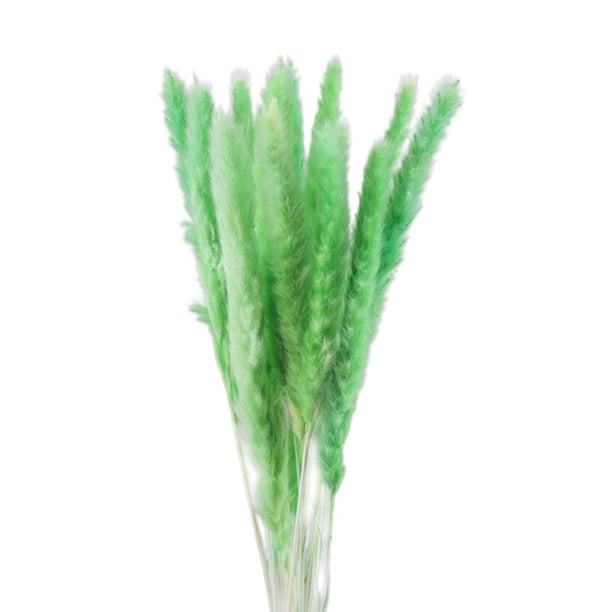 Phagmites De Hierba De Pampas Secas Pequeñas Decoración De Fragmitas Pequeños De Pampas Pequeños De Hierba De Decoración De Flores Secas Para Bodas En El Hotel Cateissary HA044444-02