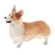 thumbnail image 5 of 2 pieza Simulación Welsh Corgi Dog Figurine Kids Learning Toy Para Escritorio De Oficina en hogar, 5 of 9