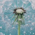 thumbnail image 5 of Patifu Dandelion Water Droplets Bathroom Shower Curtain Set with Hooks 100% Polyester Fiber Waterproof Shower Curtain Set 36"x72, 5 of 7