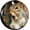 Funny Squirrel, variant on Camping Bears Spare Tire Cover for Rv SUV,Funny Waterproof Wheel Protectors Cover Universal Fit for Camper Trailer Truck Accessories Travel